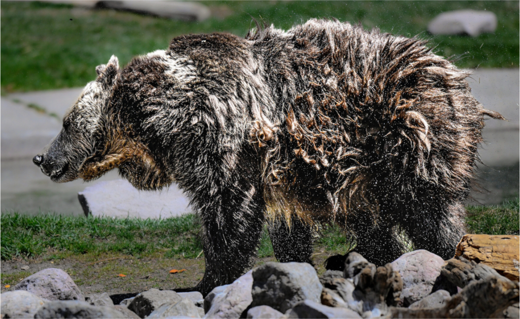 Main image Bear