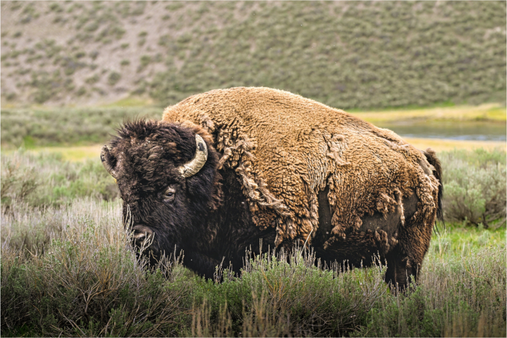 Main image Bison