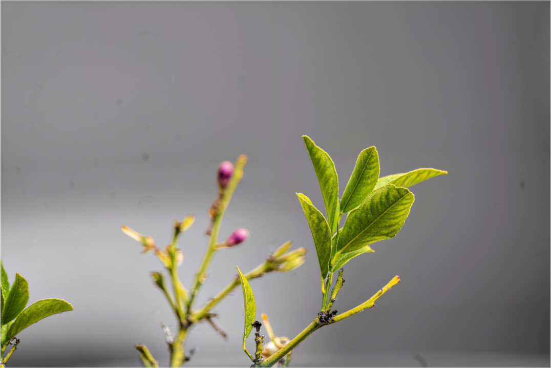 Main image Green Leaves