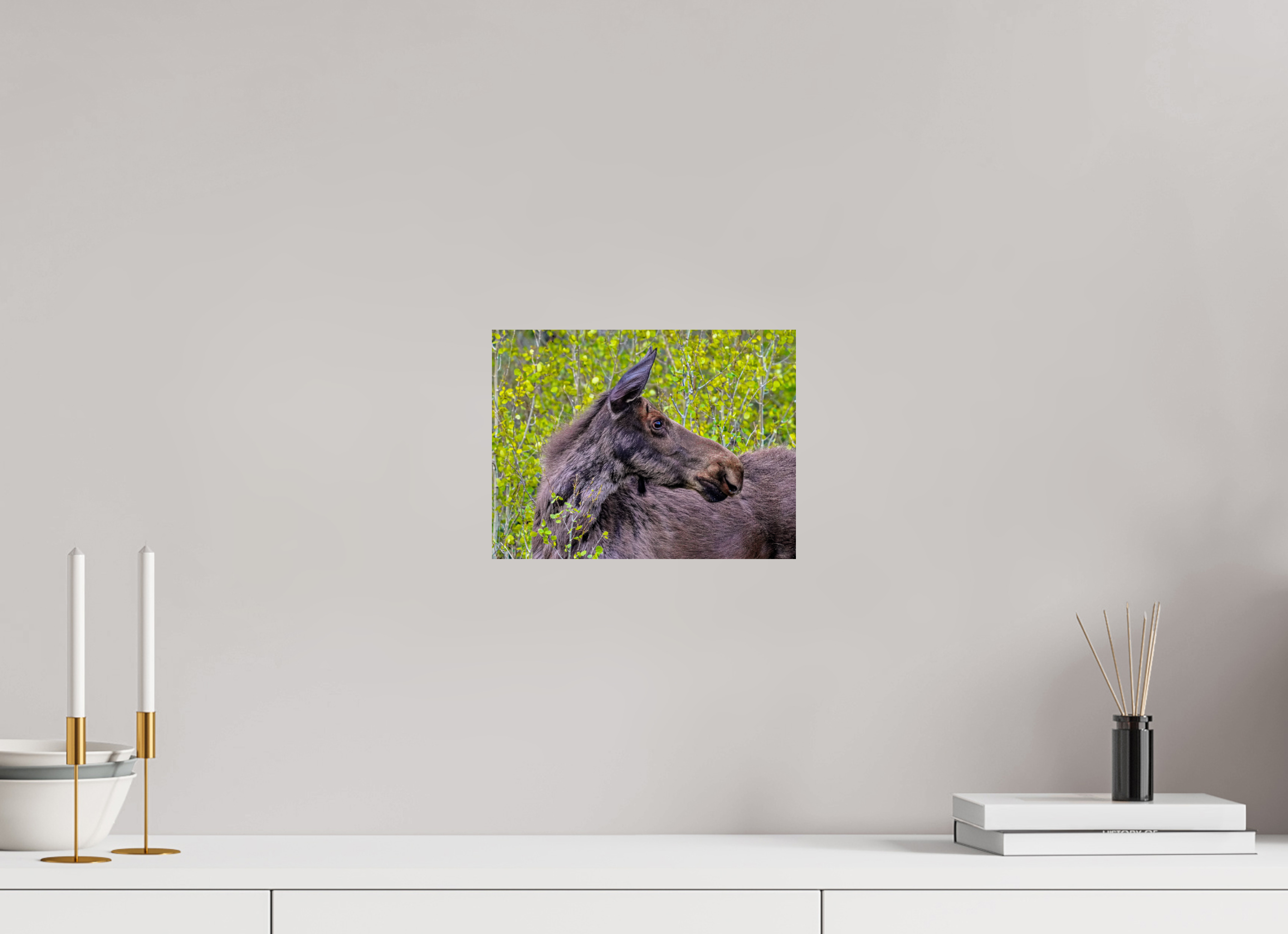 10.6 x 8″, PHOTO PAPER Moose Close up