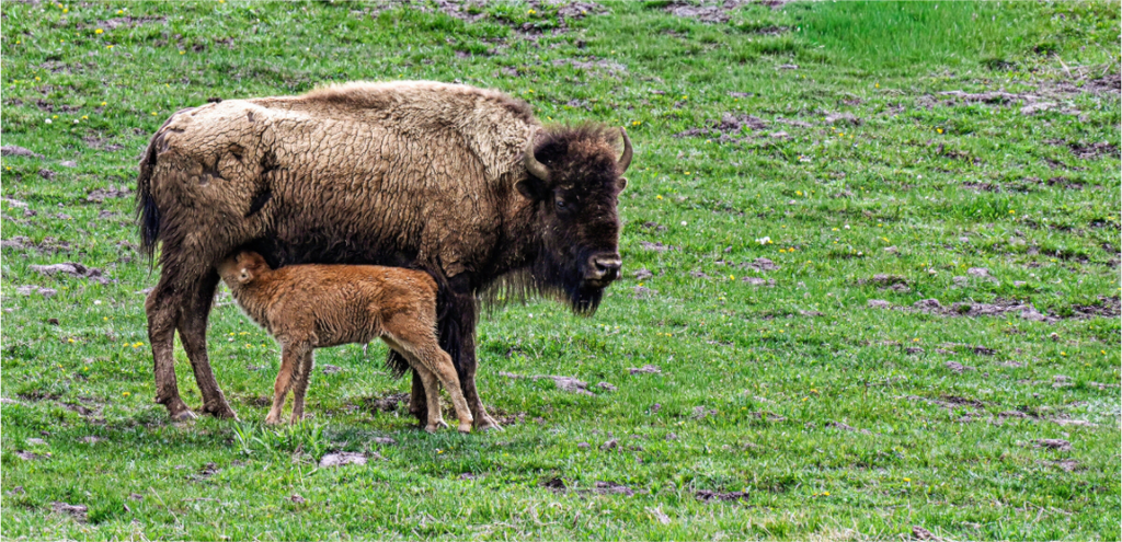 Main image Red Dog Nursing
