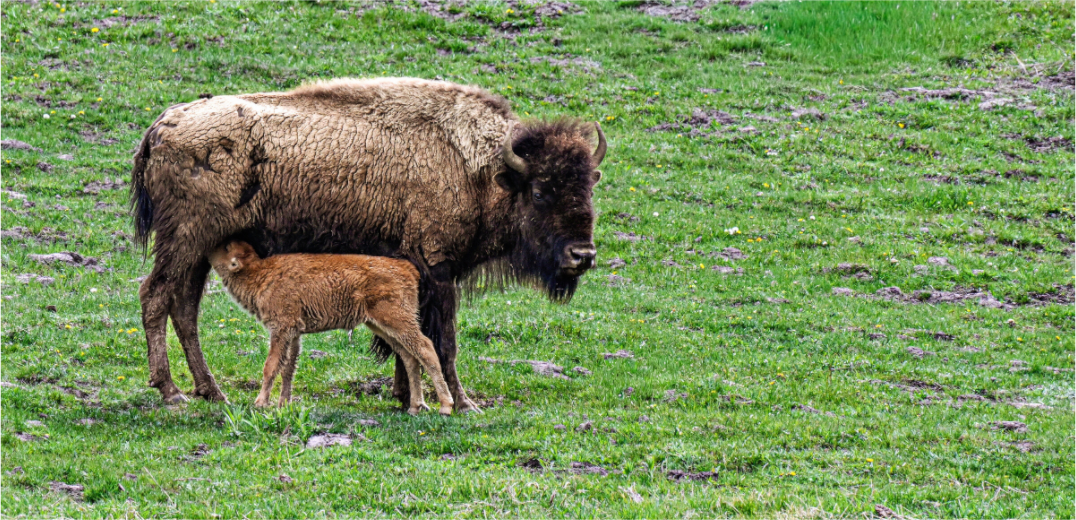 Main image Red Dog Nursing