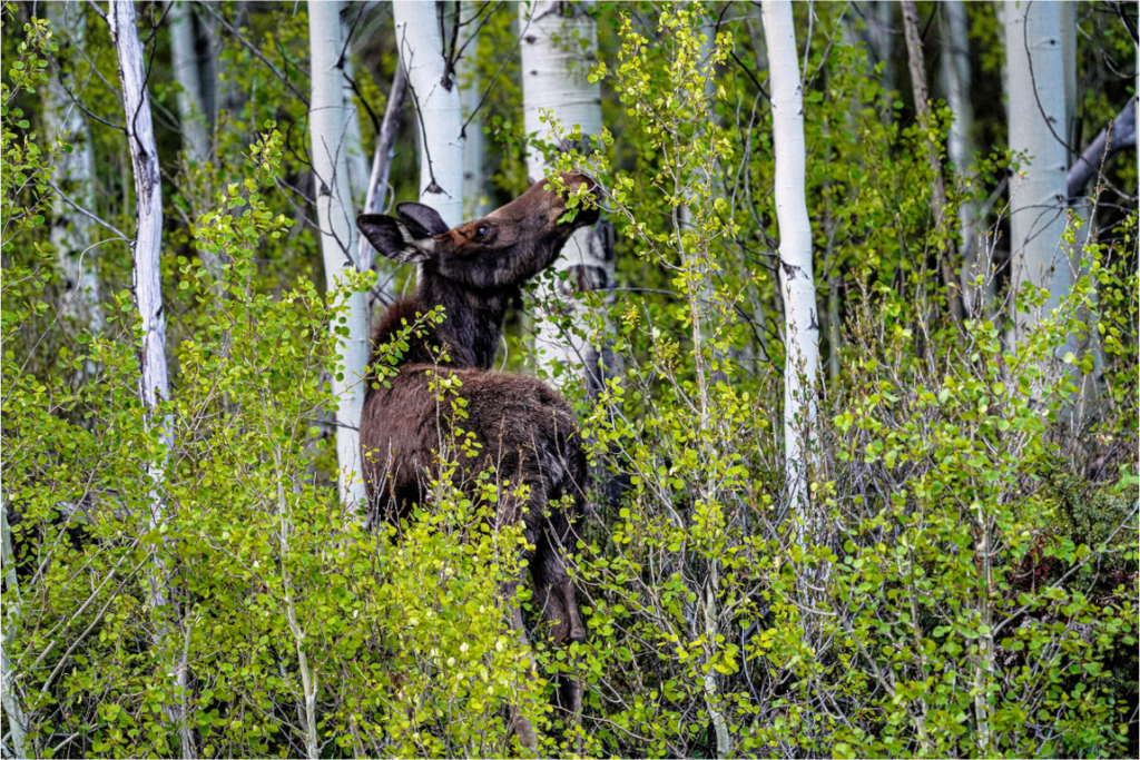 Main image Cow Moose Snacking on Aspens