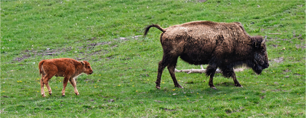 Main image Bison and her Red Dog Following
