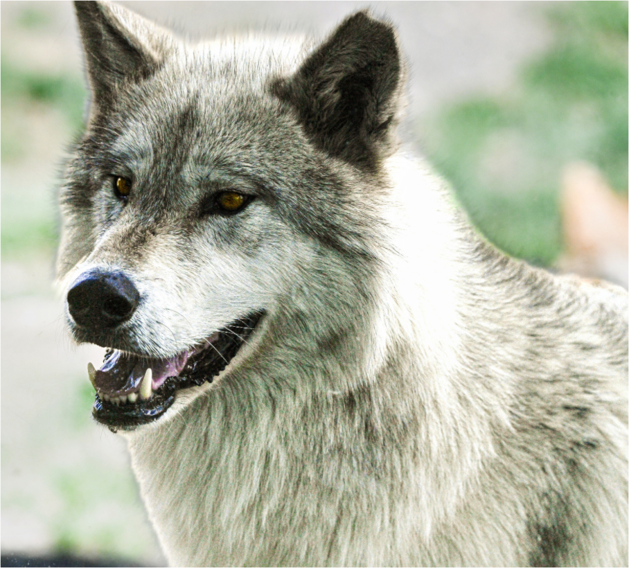 Main image Wolf Portrait