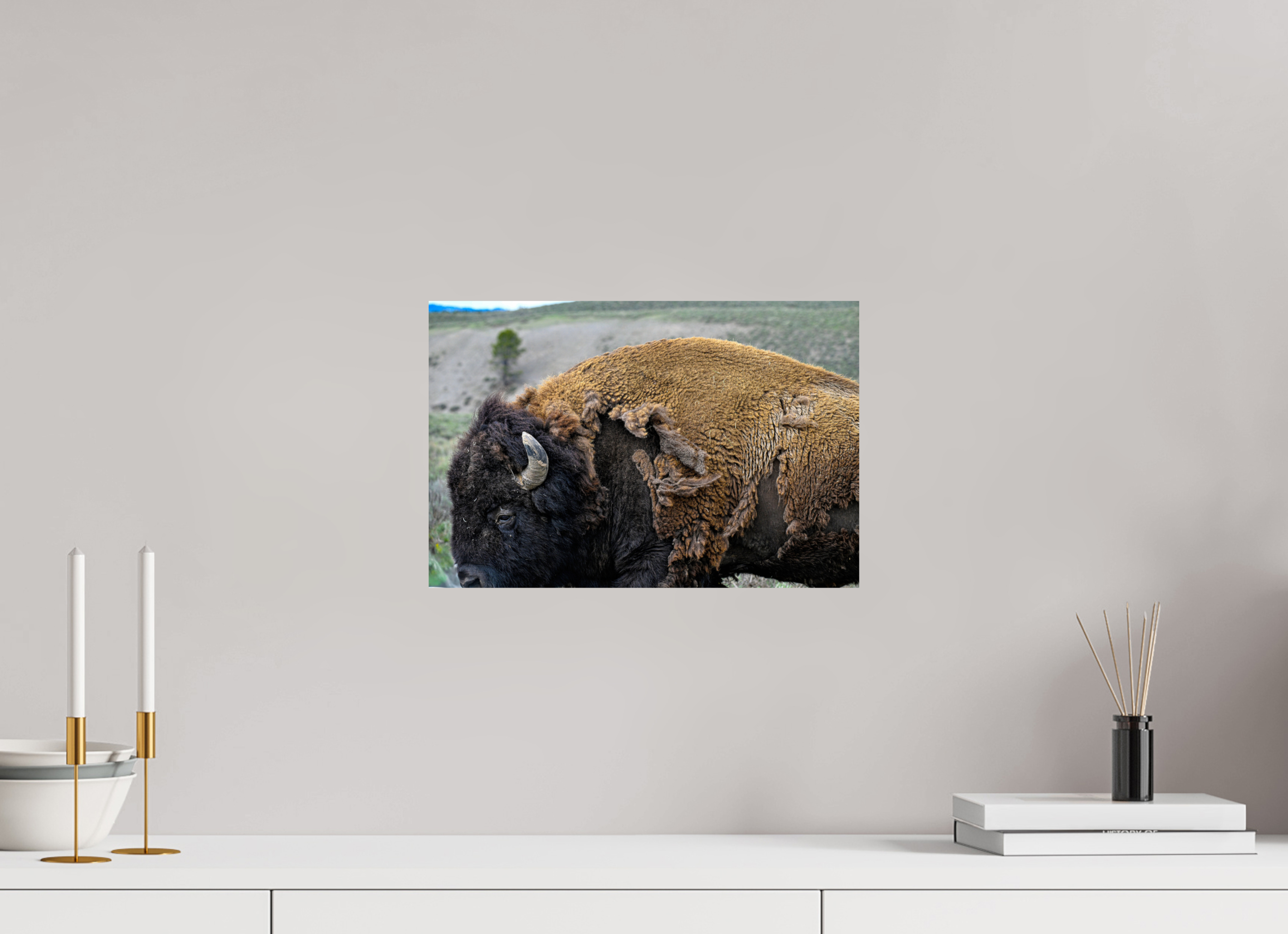 15 x 10″, PHOTO PAPER Bison side profile