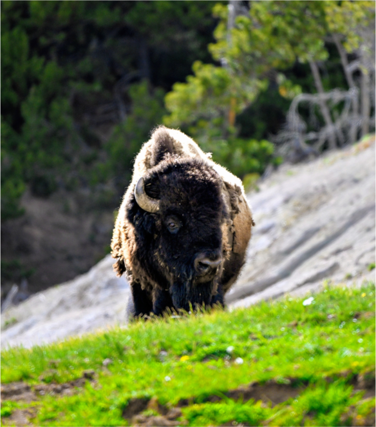 Main image Bison Portrait