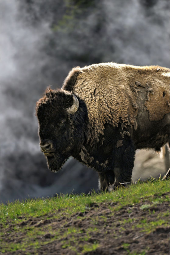 Main image Bison with steam