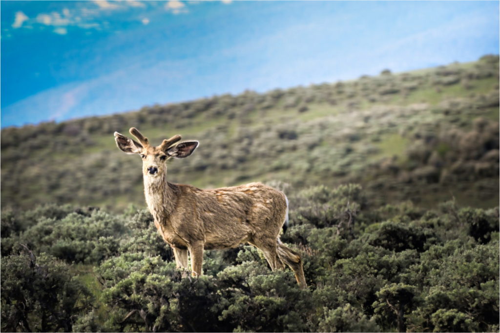 Main image Deer