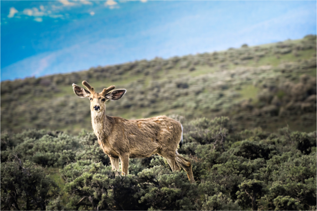 Main image Deer