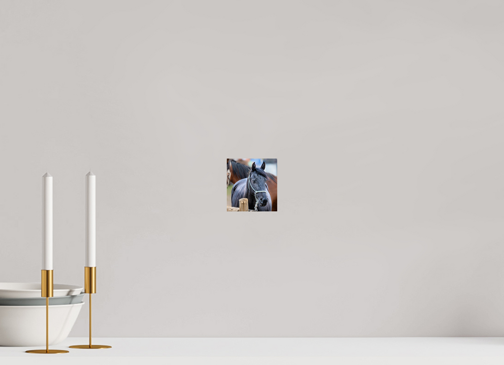 4 x 4.2″, PHOTO PAPER Pack Horse Portrait 8 Web Exclusive