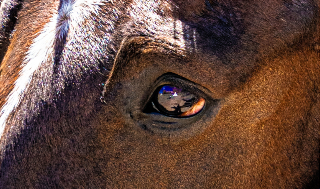 Main image Pack Horse Eye