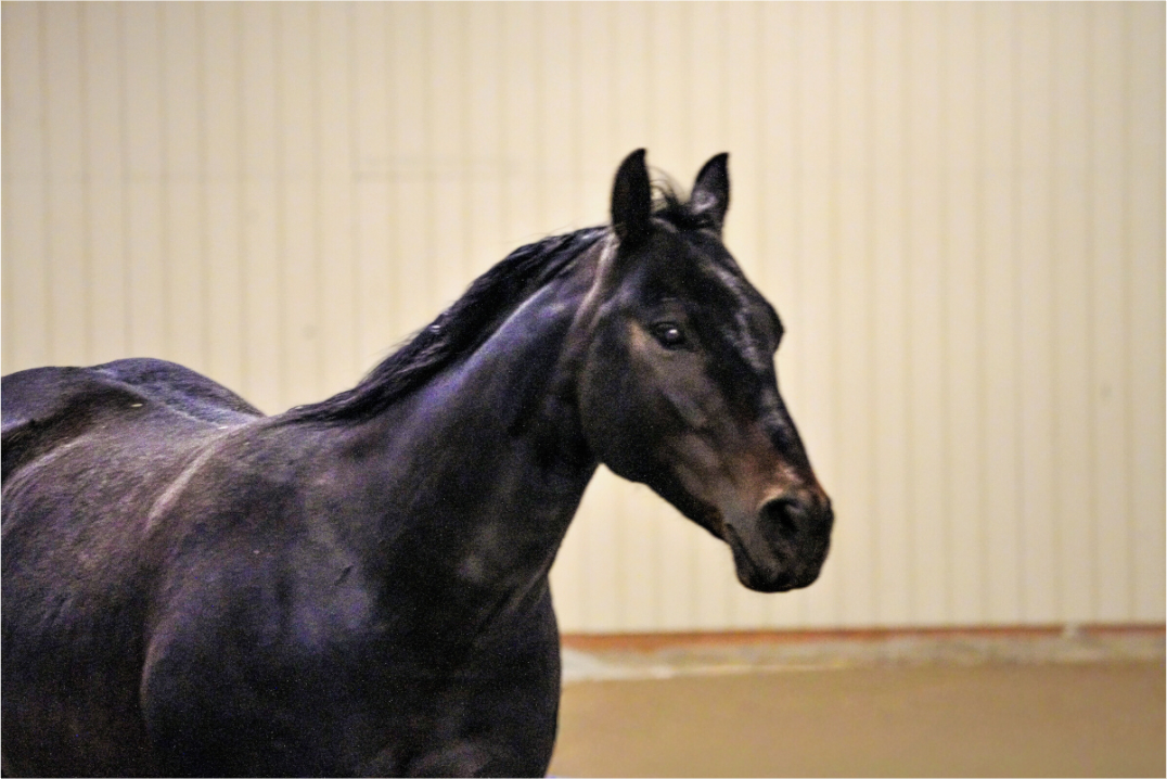 Main image Bella Portrait 2