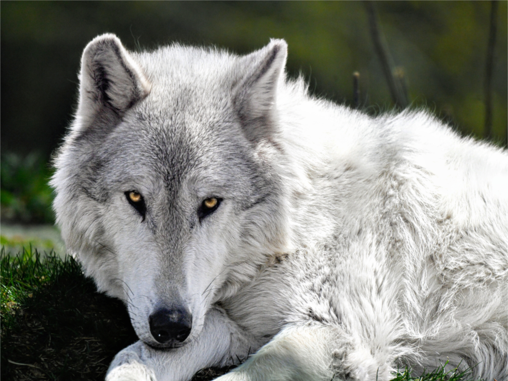 Main image Wolf with Yellow Eyes