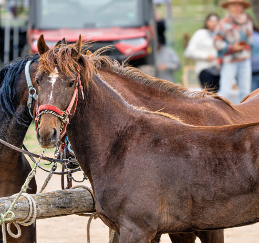 Main image Pack Horse Portrait 10 Web Exclusive