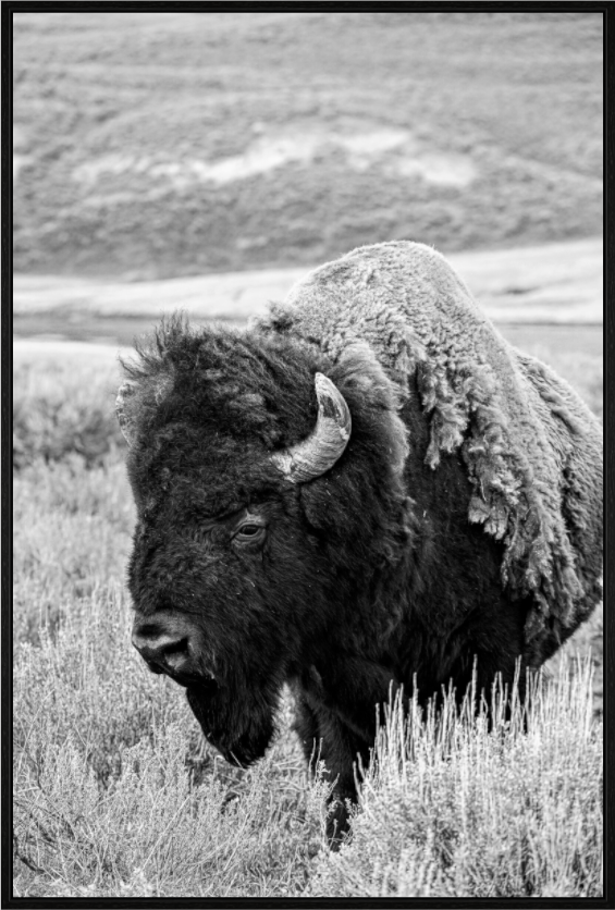Main image Black and White Bison Side Profile