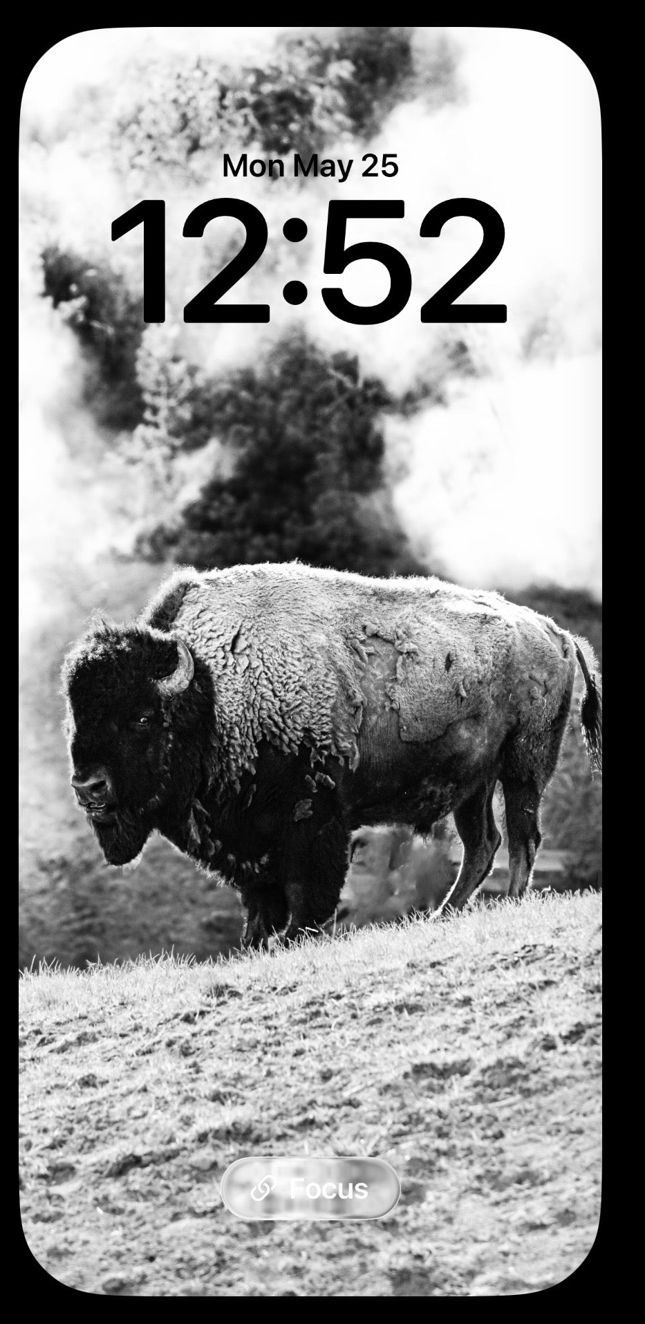 Black And White Bison Phone Wallpapers