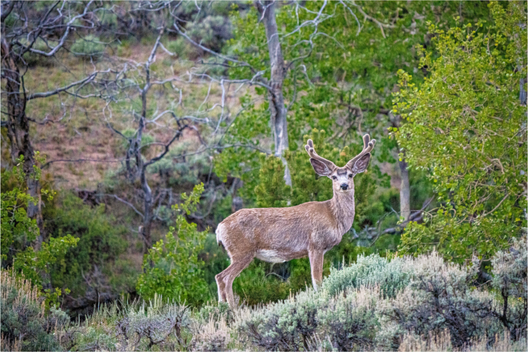 Main image Deer