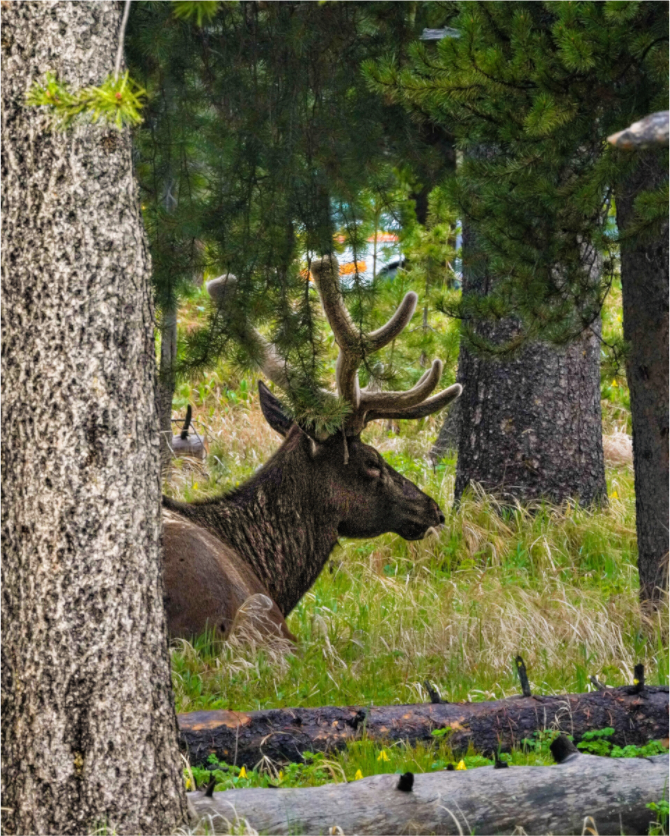 Main image Elk