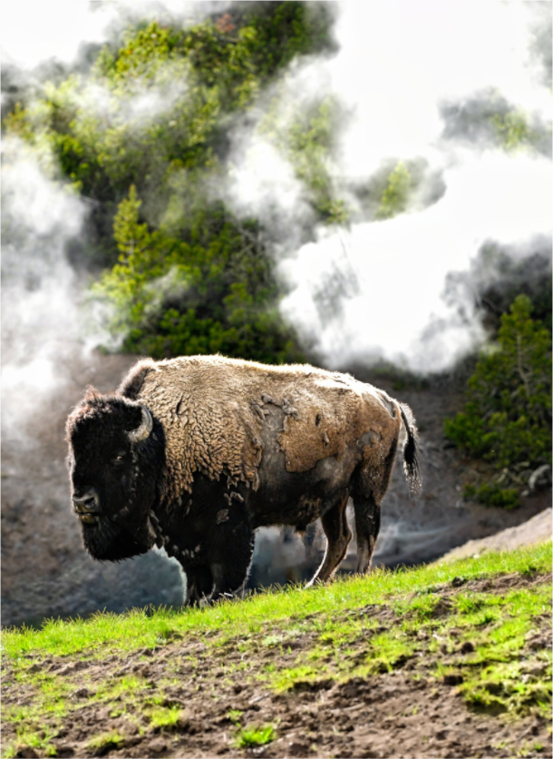Main image Bison with Steam