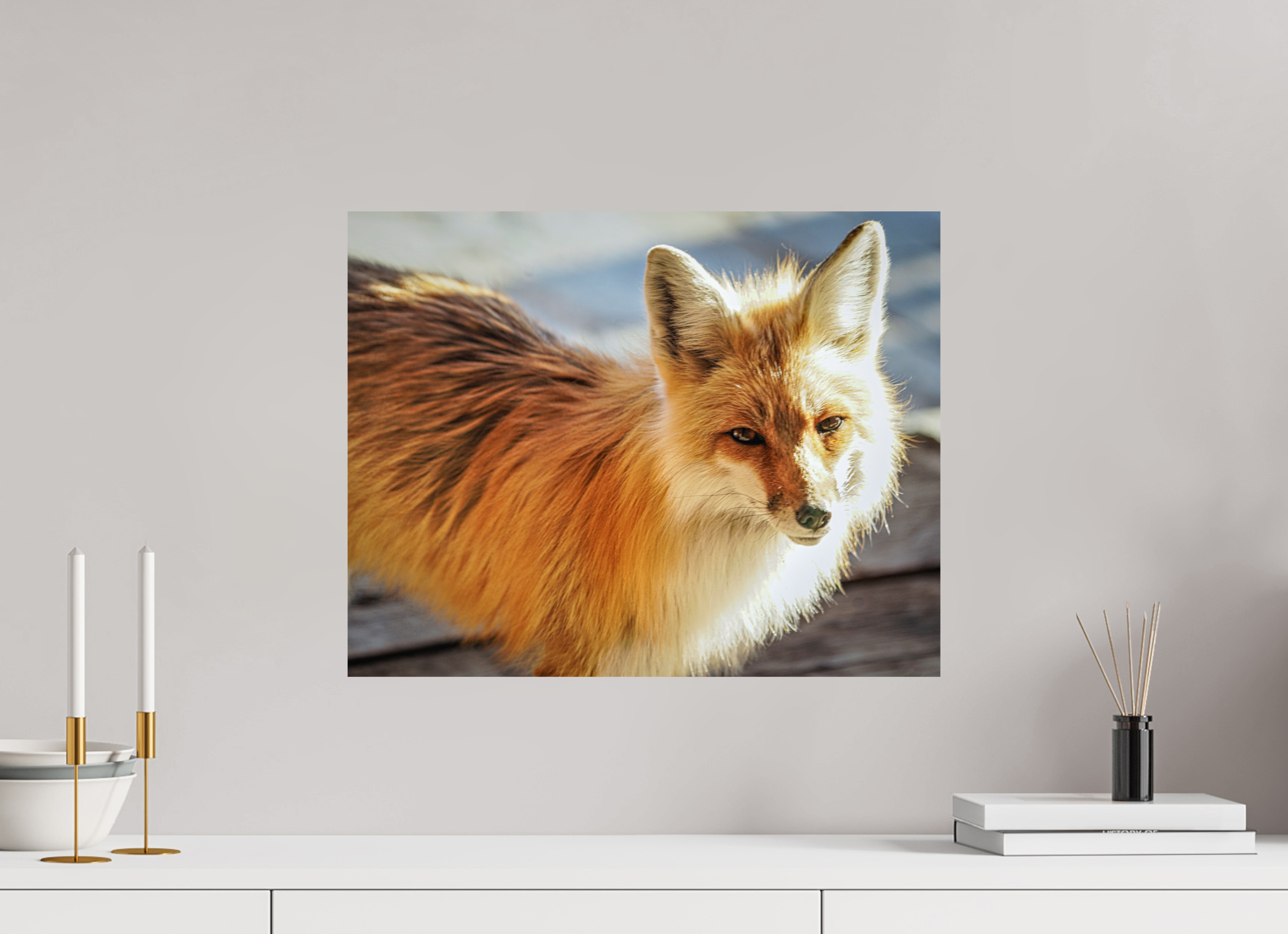 20.4 x 16″, METAL Fox