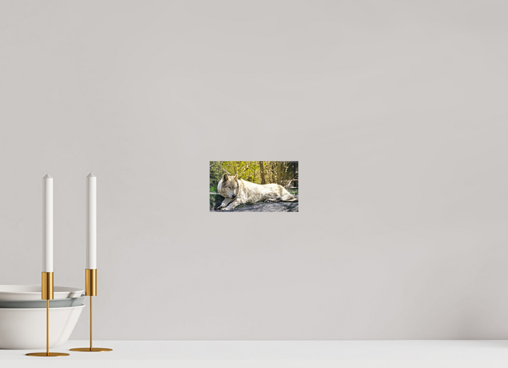 7 x 4″, PHOTO PAPER Wolf Napping