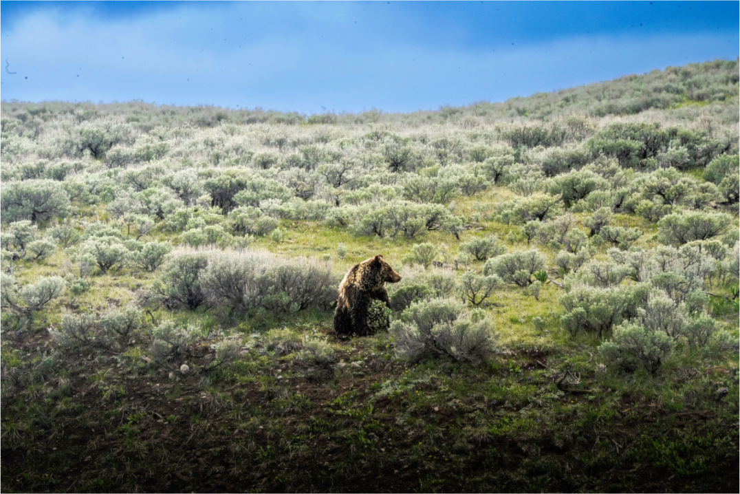 Main image Bear