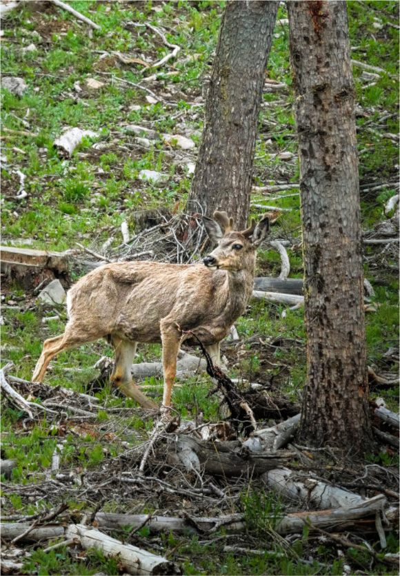 Main image Deer