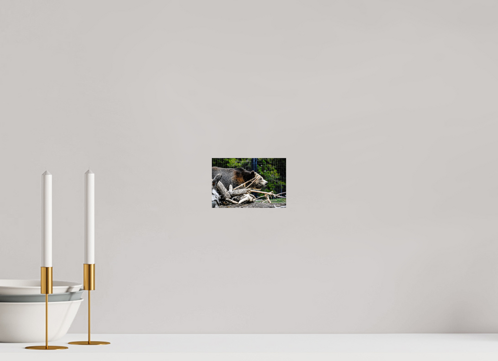 6 x 4″, PHOTO PAPER Bear