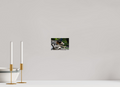 6 x 4″, PHOTO PAPER Bear