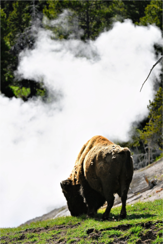 Main image Bison Grazing