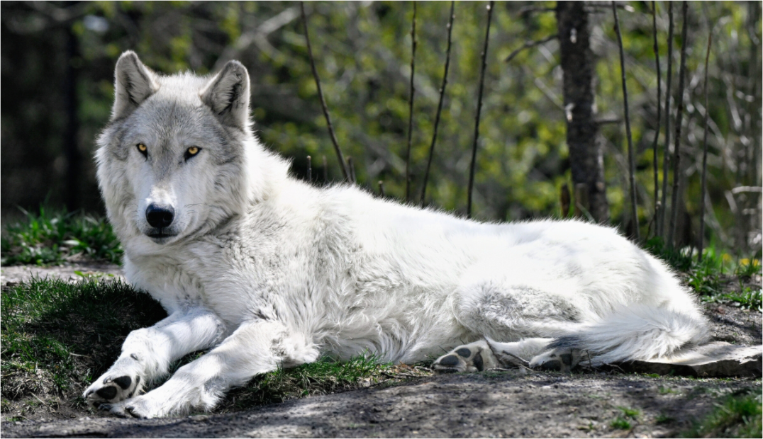 Main image Wolf Laying Down