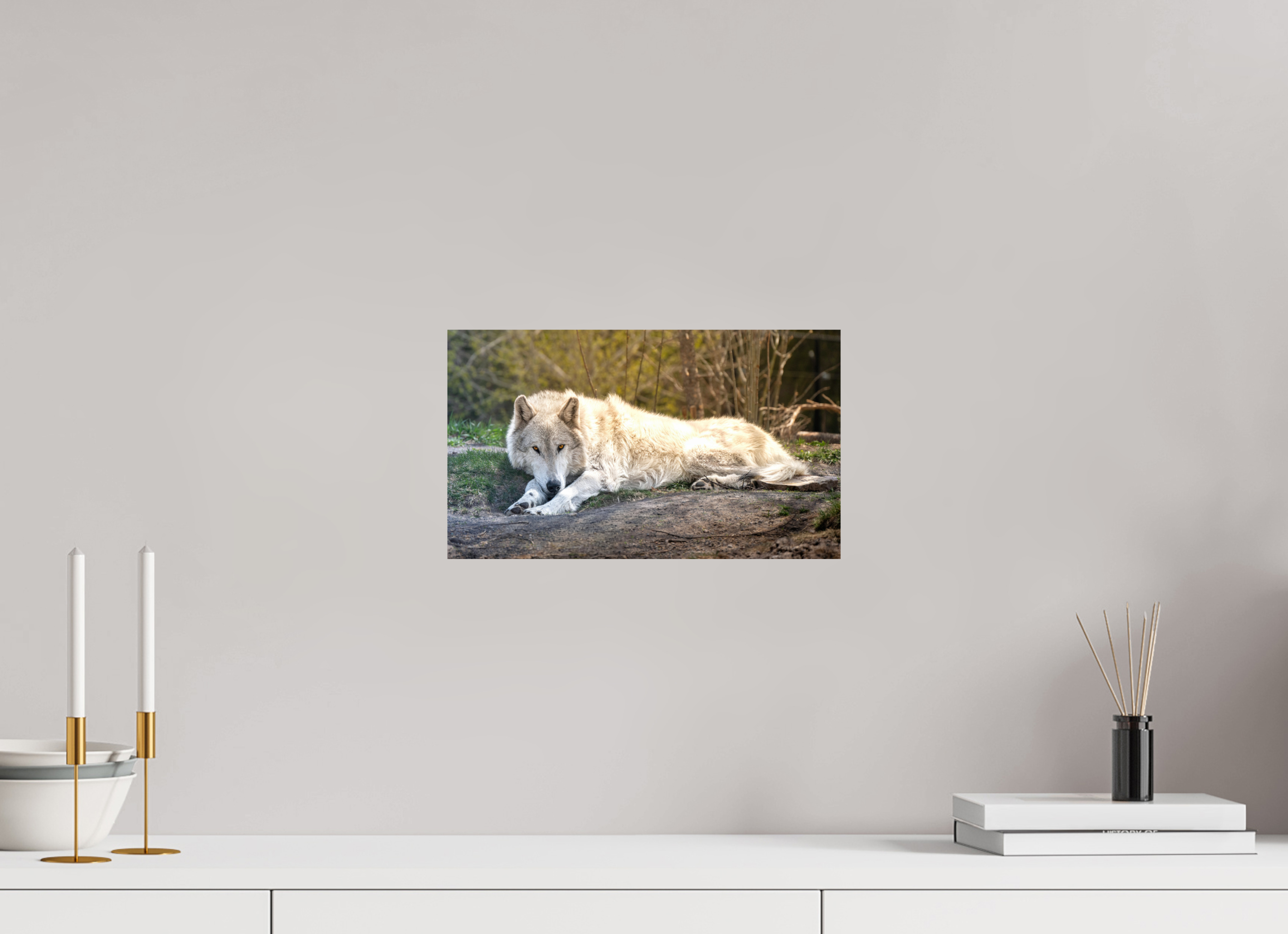 13.7 x 8″, PHOTO PAPER Wolf Laying Down