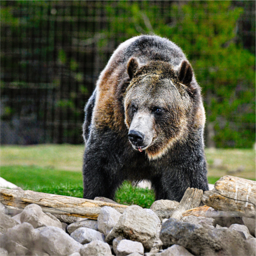 Main image Bear