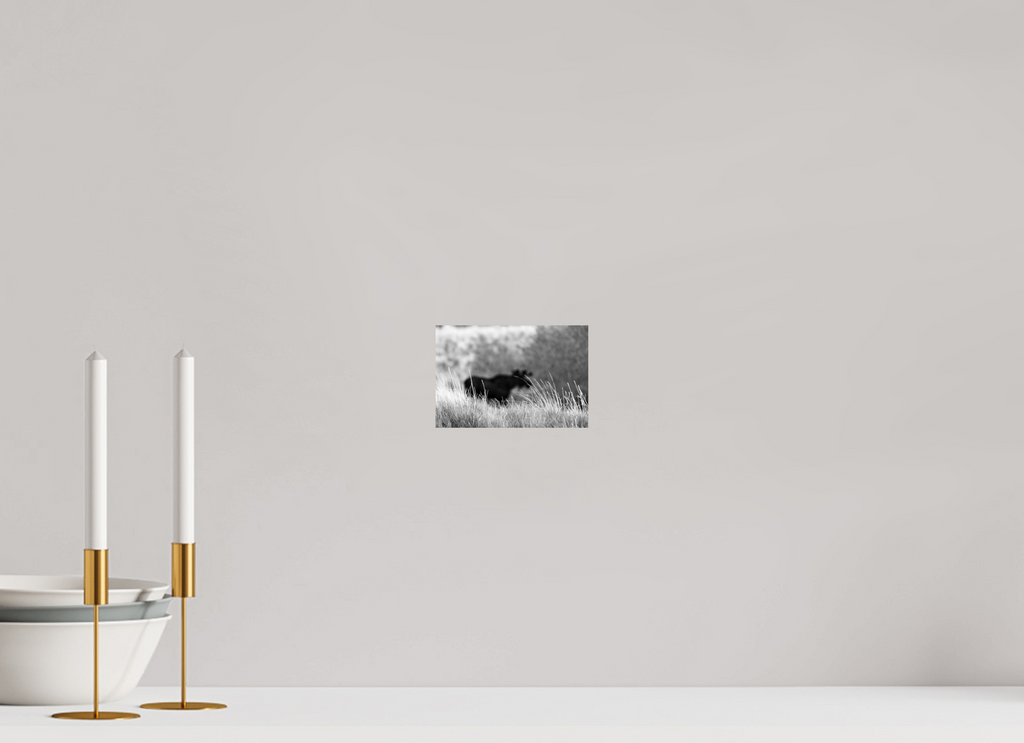 6 x 4″, PHOTO PAPER Monochrome Bull Moose