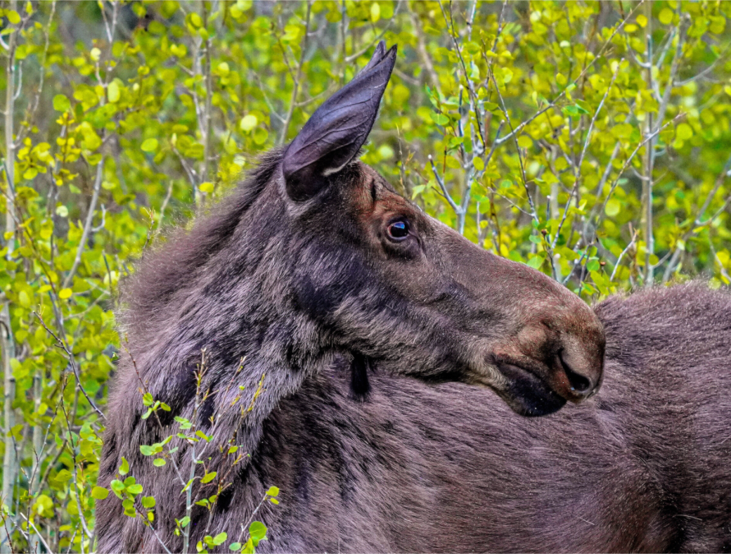 Main image Moose Close up