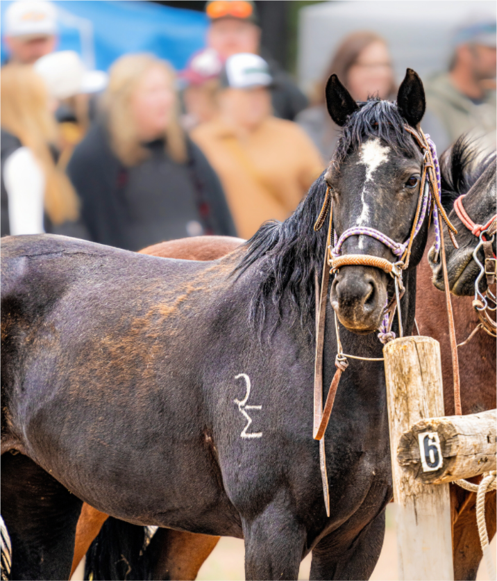 Main image Pack Horse Portrait 16 Web Exclusive