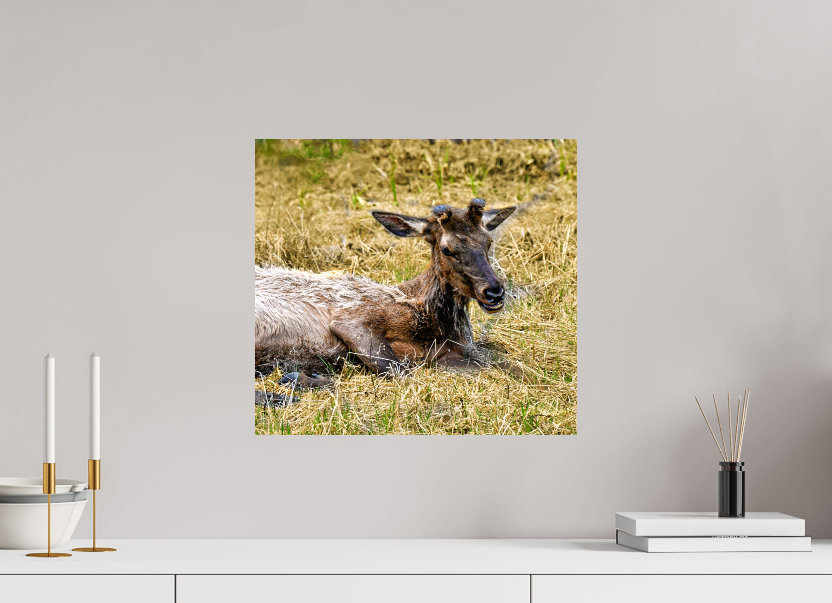 17.4 x 16″, PHOTO PAPER Elk