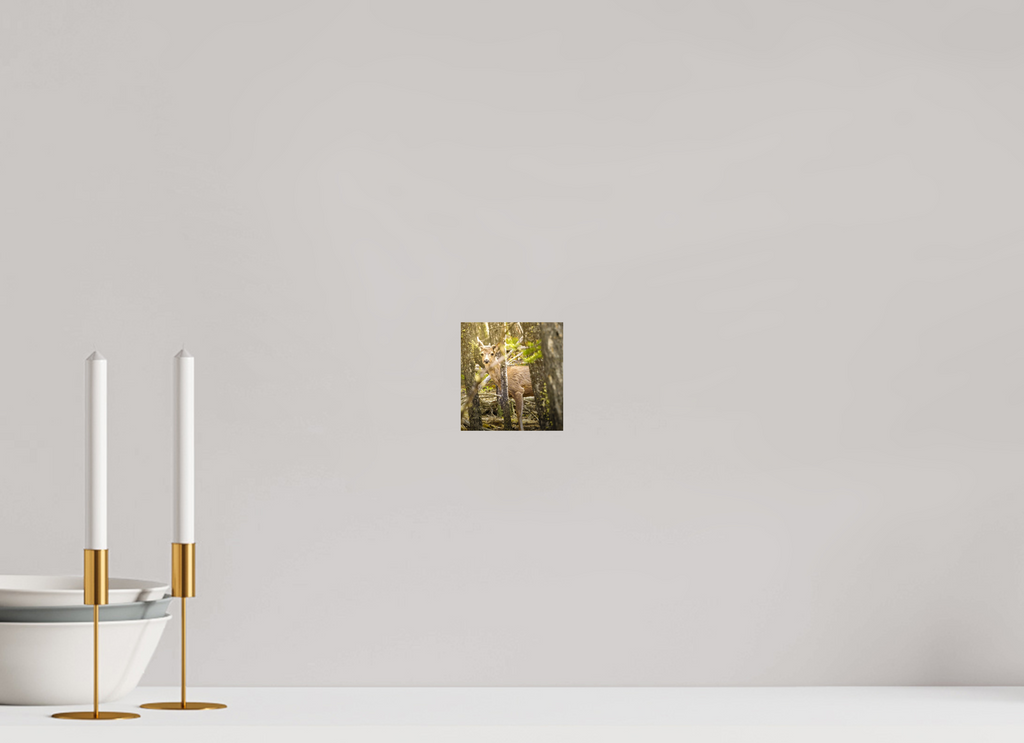 4 x 4.3″, PHOTO PAPER Deer