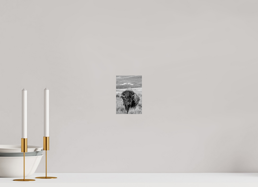 4 x 6″, PHOTO PAPER Monochrome Bison