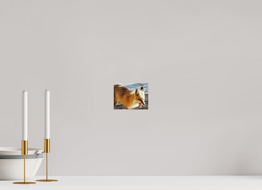 5.3 x 4″, PHOTO PAPER Fox