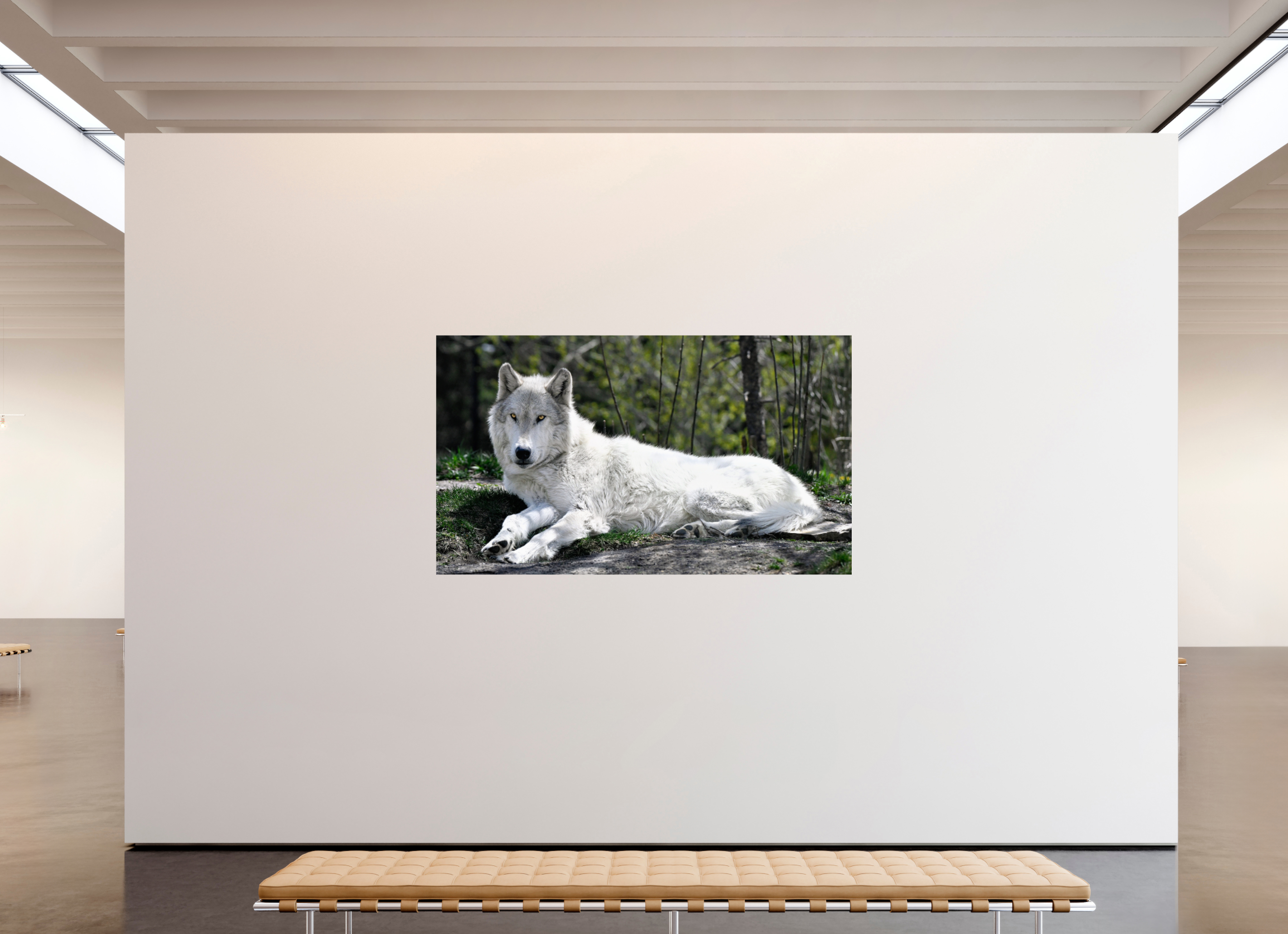 81.7 x 47″, PHOTO PAPER Wolf Laying Down