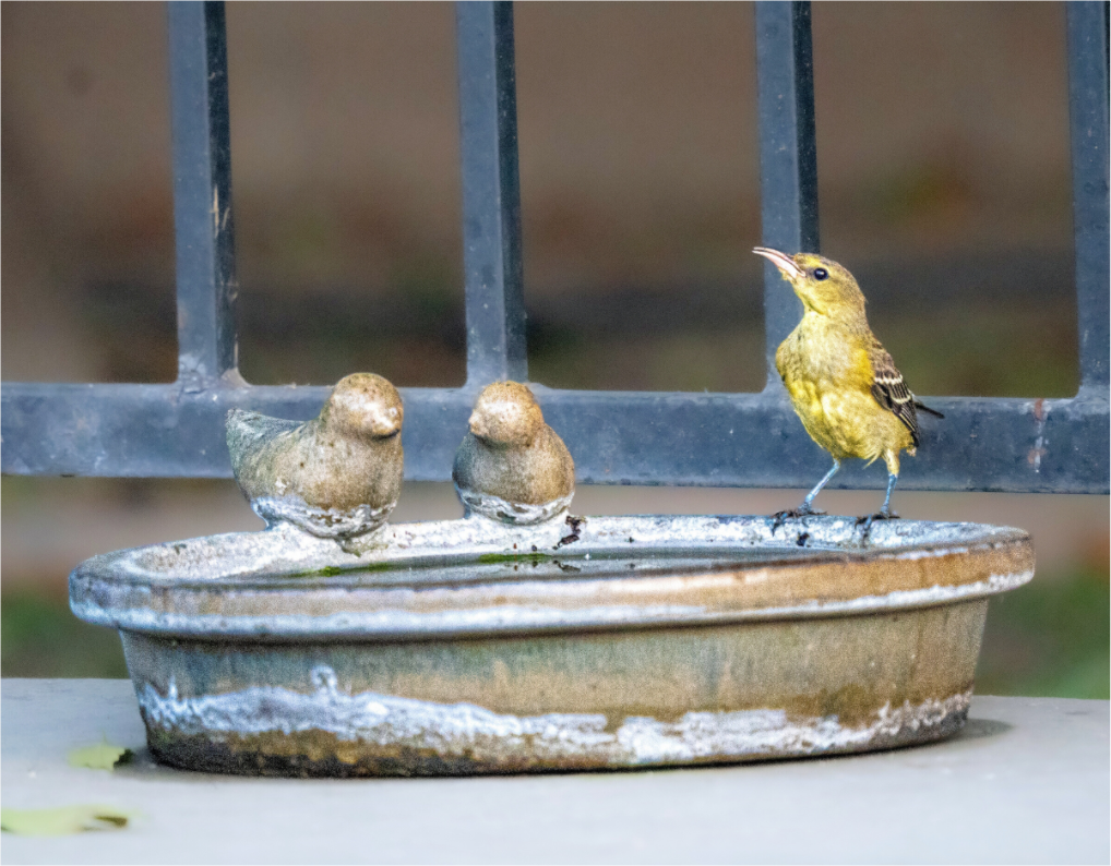 Main image Bird