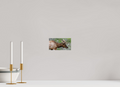 7.4 x 4″, PHOTO PAPER Elk