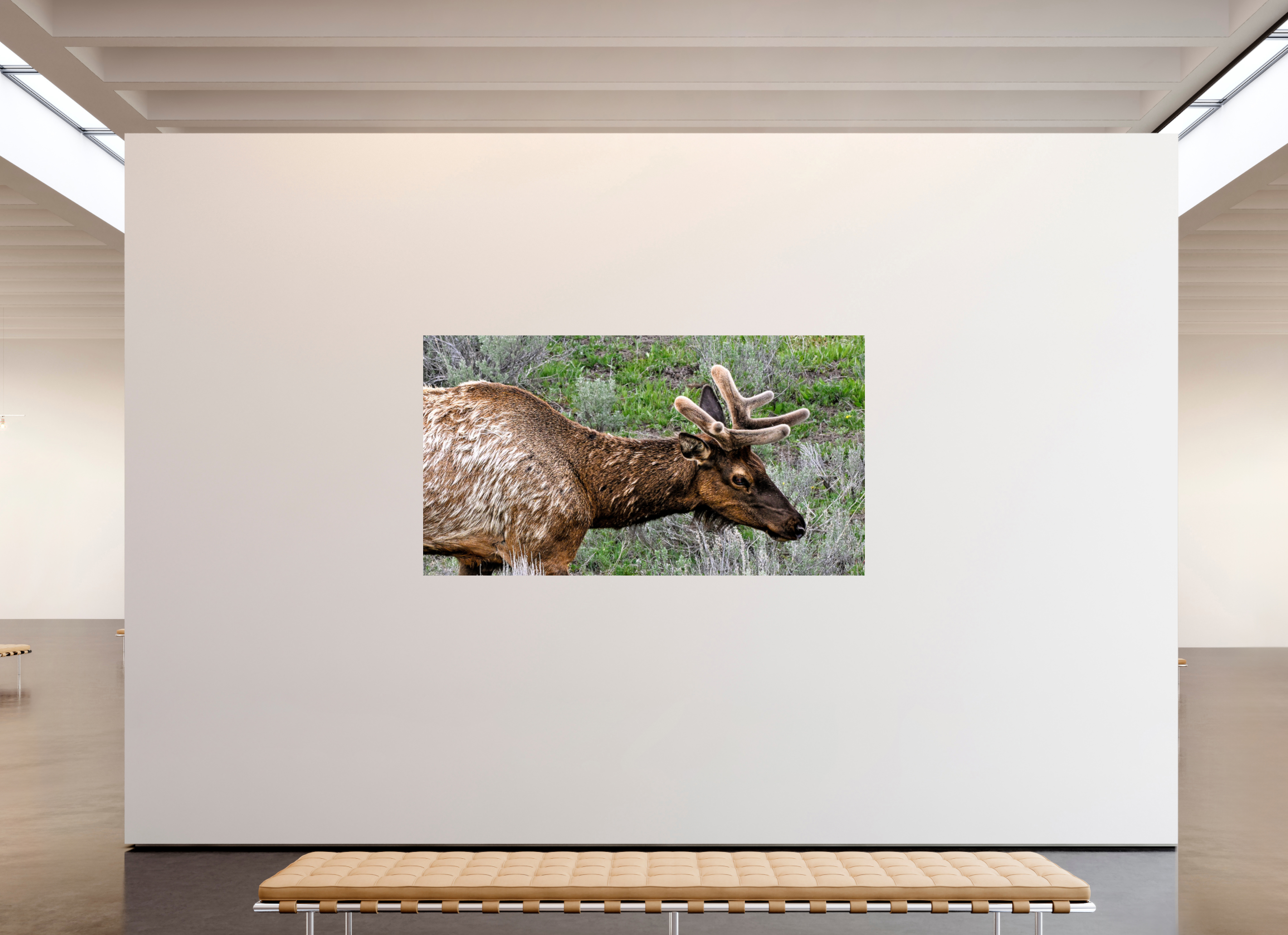 86.6 x 47″, METAL Elk