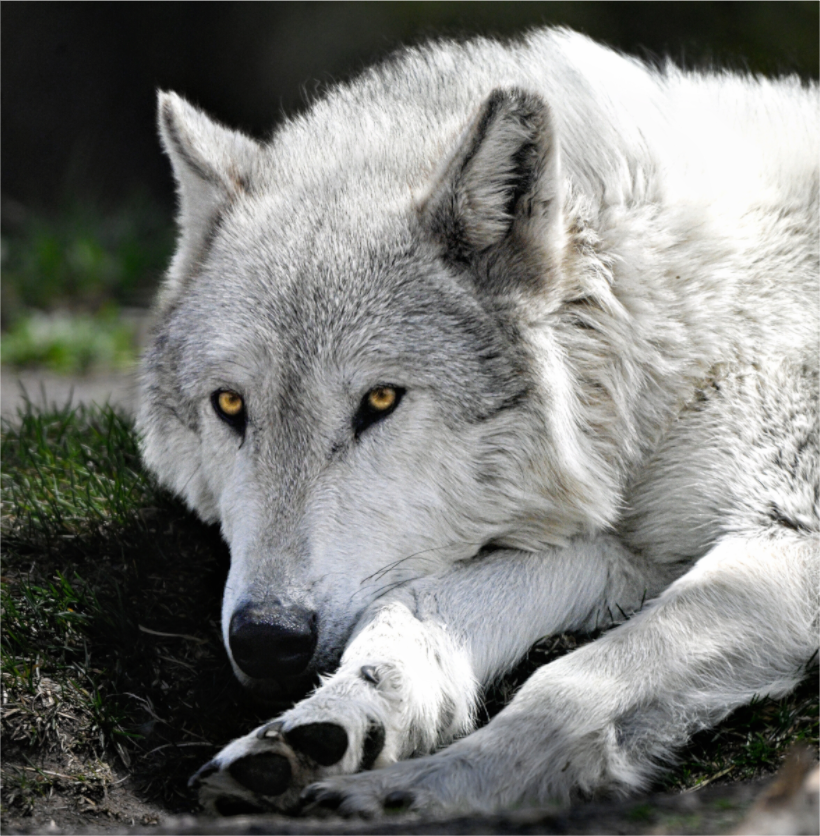 Main image Wolf With Yellow Eyes