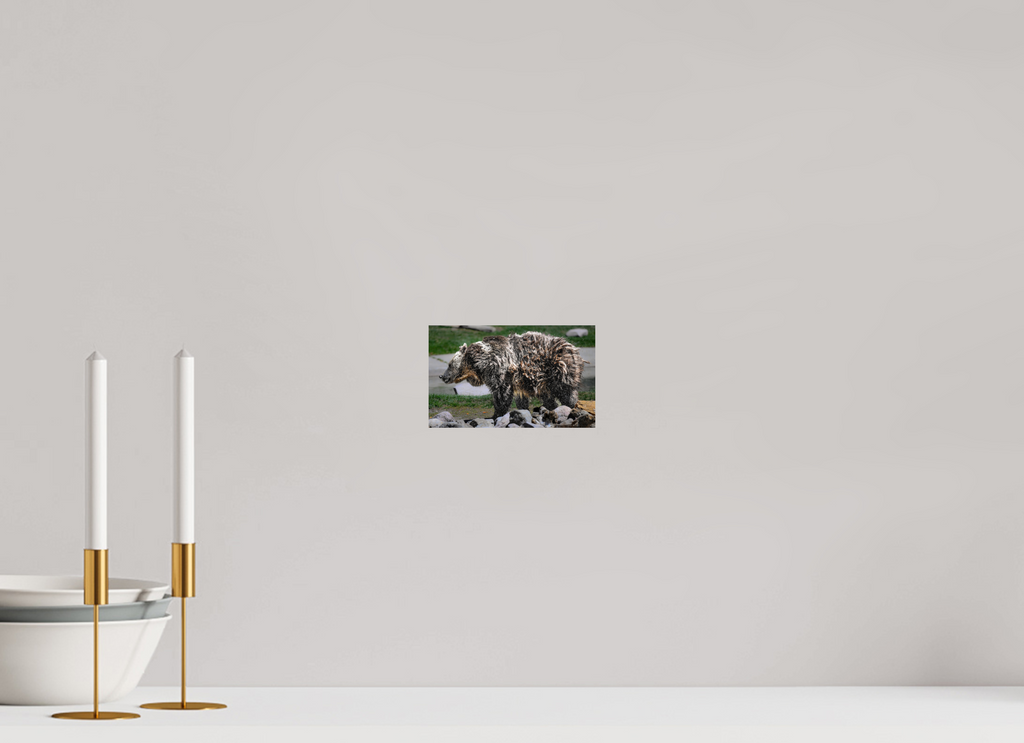 6.5 x 4″, PHOTO PAPER Bear