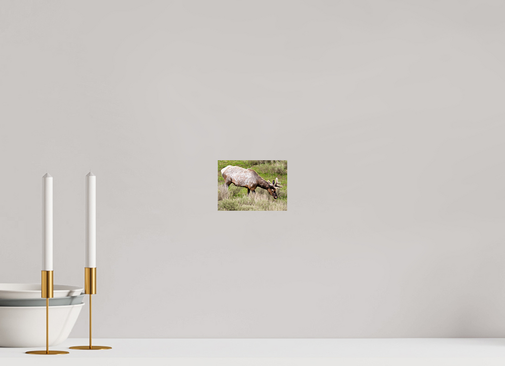 5.5 x 4″, PHOTO PAPER Elk