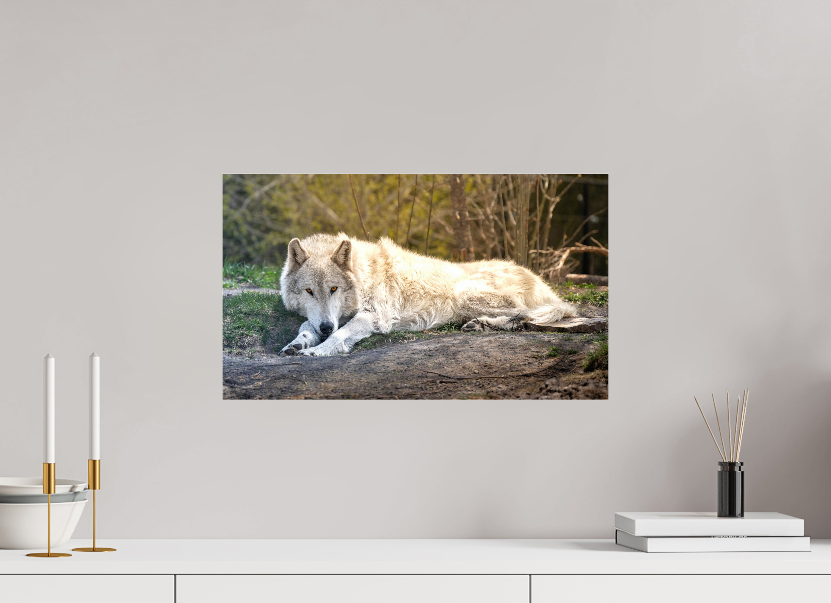 20.6 x 12″, ACRYLIC Wolf Laying Down