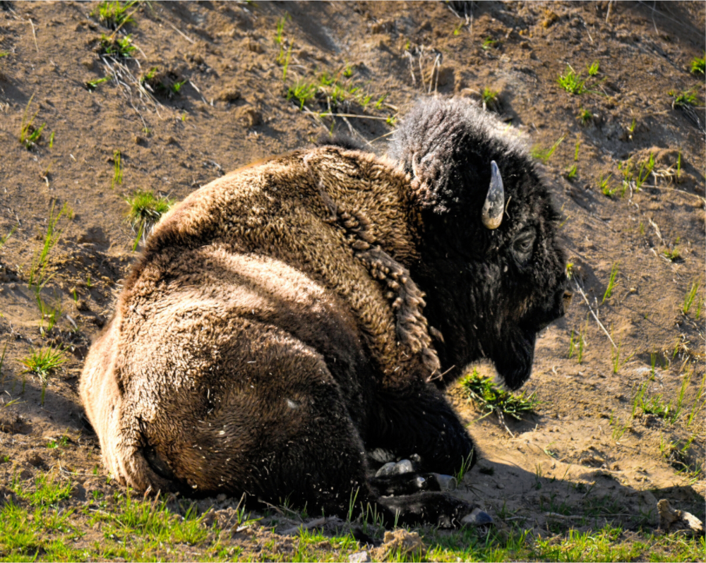 Main image Bison Laying Down
